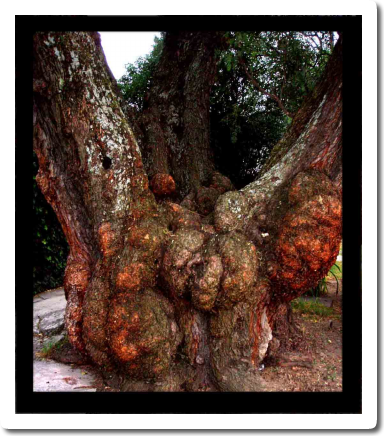 ARBOLES en Lomas de Chapultepec